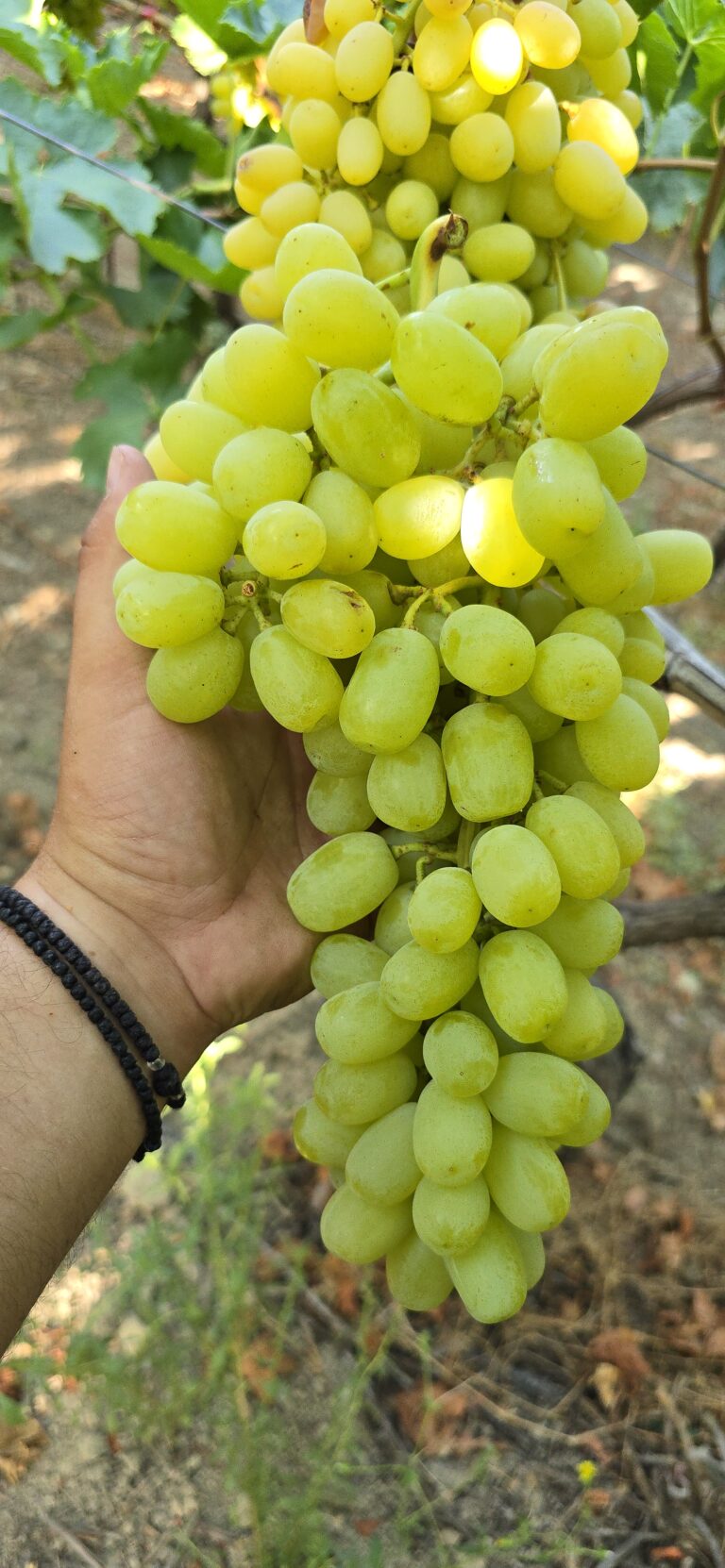 grape white