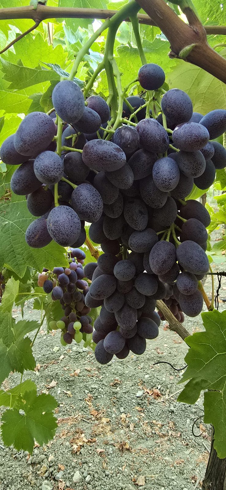 Grape detail on vine, Profitis Ilias, Crete, late July 2025